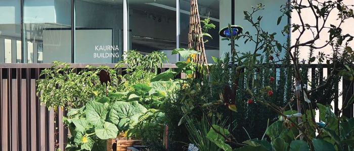 UniSA City West Community Garden Kaurna Building Rooftop