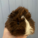 image of a guinea pig