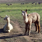 image of two alpacas