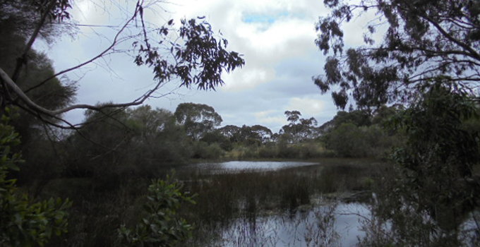 Landscape photo of the Yundi Swamplands Nature Conservancy, which includes water, trees, shrubs and a cloudy sky.