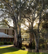 Sunlight shining through gum trees on UniSA Magill campus.