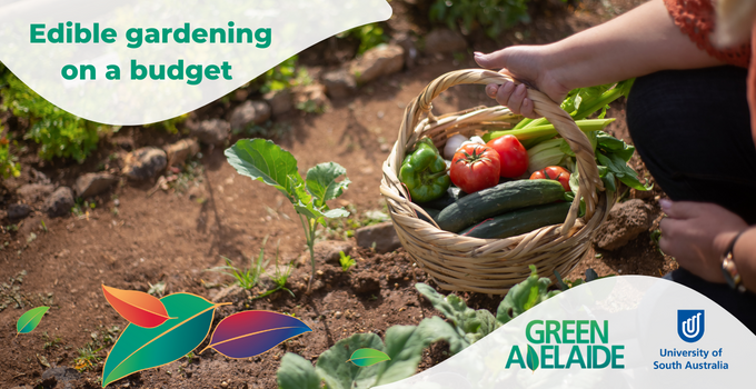 Female holding basket of vegetables next to garden plot. Also including graphic leaf graphics and Green Adelaide and UniSA branding.