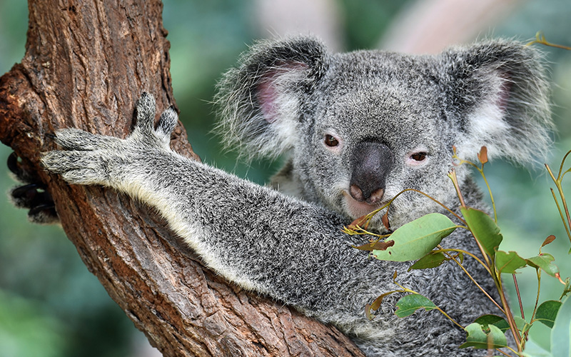 Koala in tree